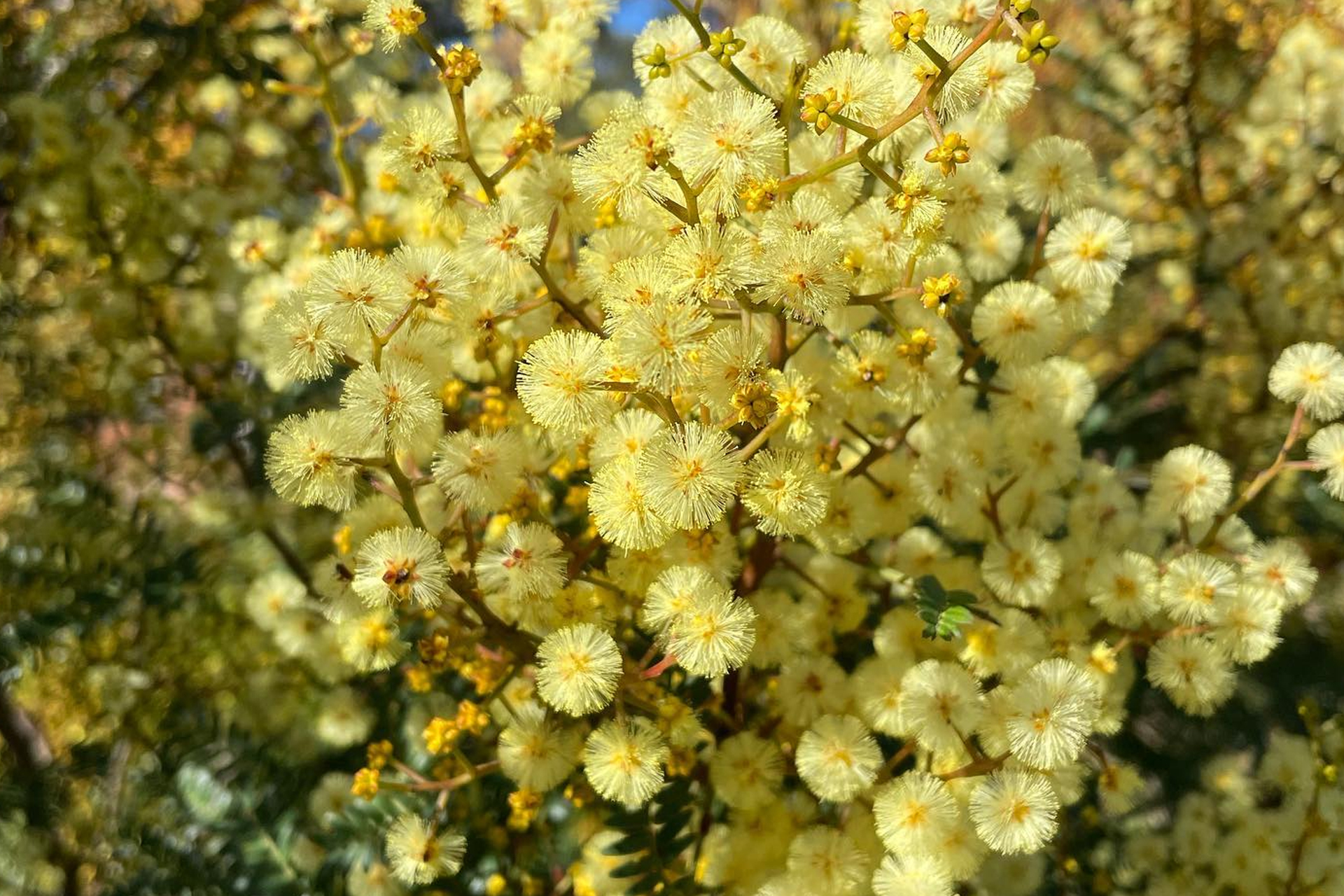 Indigigrow Potting Workshops at 47 George St