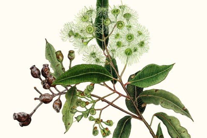 Botanical Painting with Paula Church