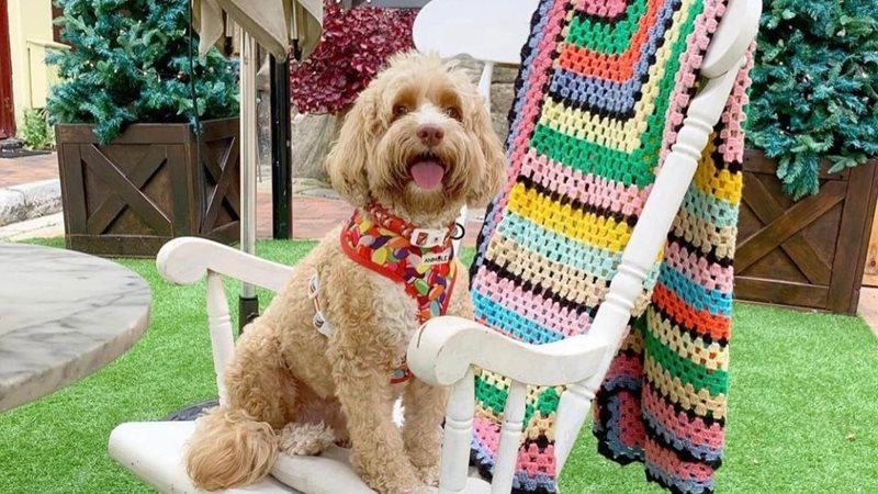 Free Puppacinos all August! 